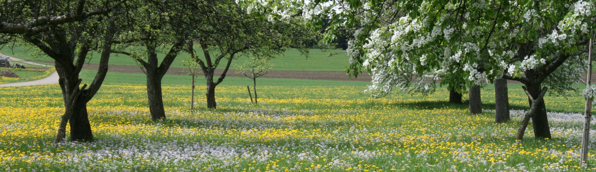 Streuobstwiese zur Zeit der Apfelblüte. Die Blüte von Löwenzahn und Wiesenschaumkraut ergänzen das Nahrungsangebot für Insekten